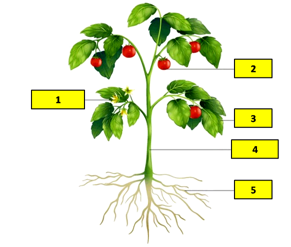 bagian-bagian tumbuhan dan fungsinya - Kelas 3 - Kuis