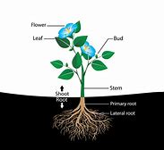 plant parts and their functions Flashcards - Quizizz