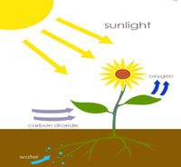 photosynthesis - Grade 4 - Quizizz