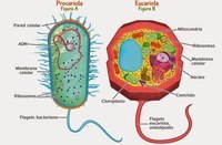 estructura de una celula - Grado 1 - Quizizz