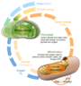 Photosynthesis and Cellular Respiration