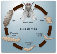 pupa ciclo de vida adulta plástico minibeasts/Insectos larva Huevo de hormiga de ciclo de vida 