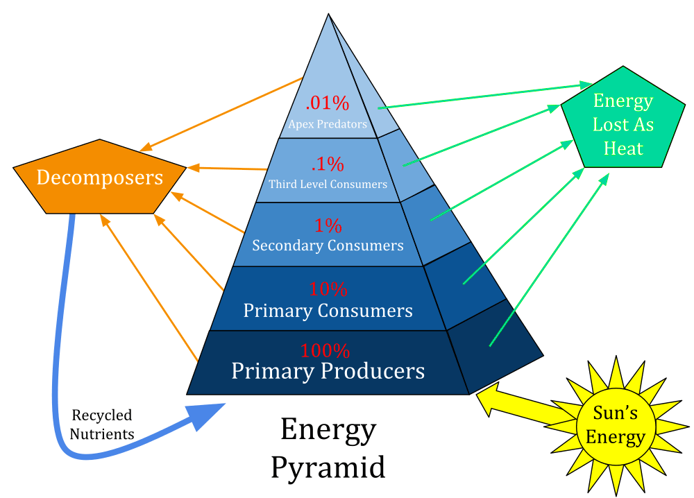 energy-pyramid-game-biology-quiz-quizizz