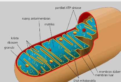 biologi manusia - Kelas 2 - Kuis