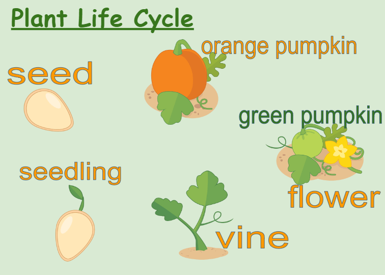 Life Cycles Plants And Animals Stemscopes Quizizz