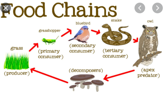 food chain - Grade 2 - Quizizz