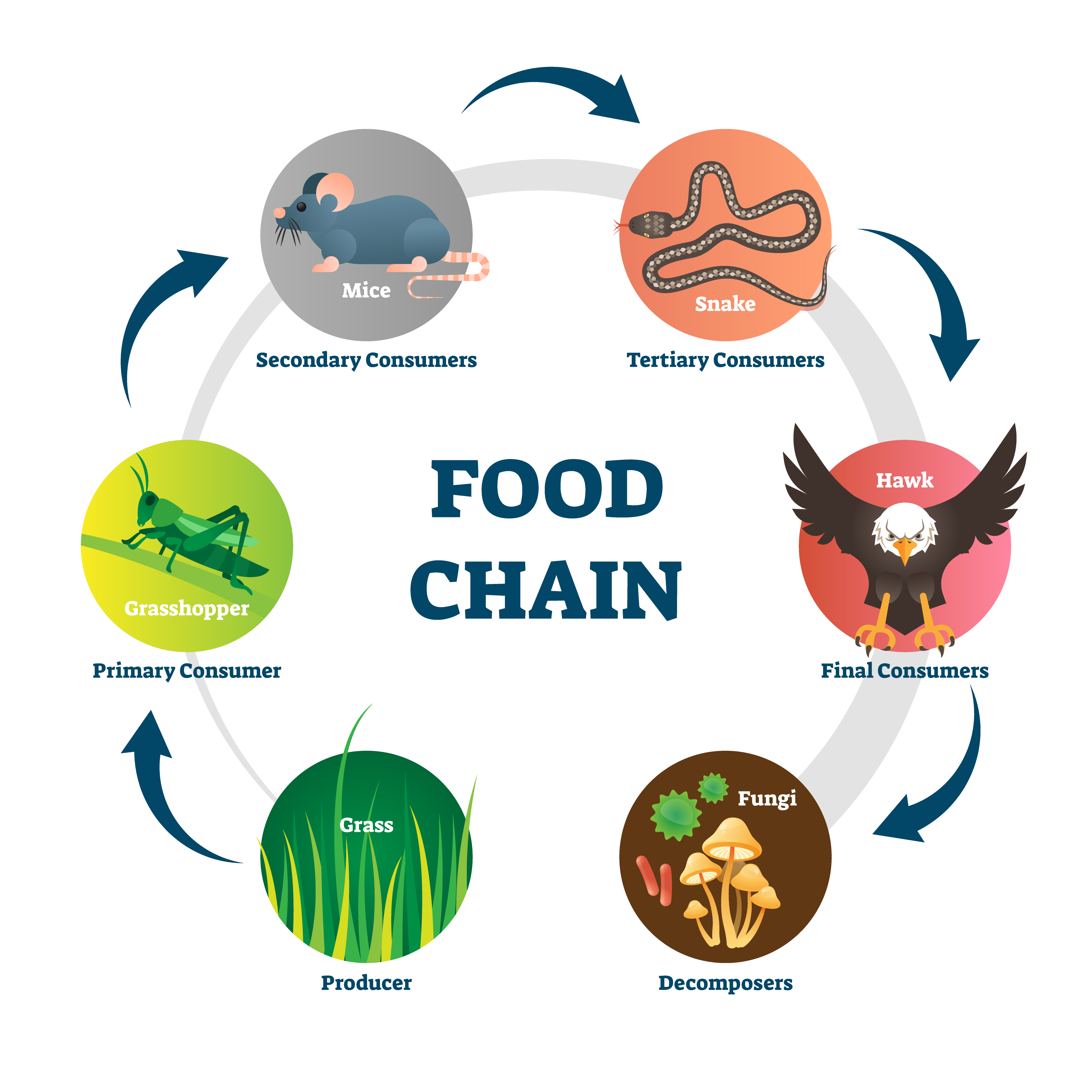 What Are Food Chains And Food Webs Environment Quizizz