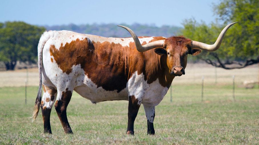 The Texas Cattle Industry