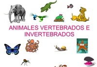 vertebrados e invertebrados - Grado 12 - Quizizz