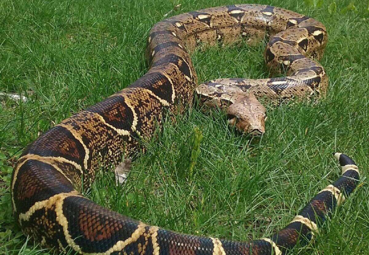 The Boa Constrictor | Reading Quiz - Quizizz