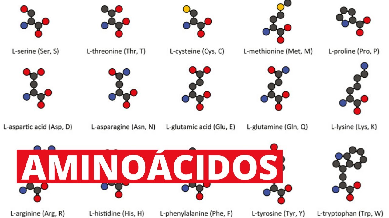 Aminoácidos Flashcards - Questionário