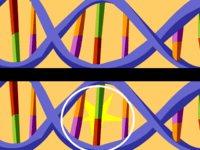 genetic mutation - Year 7 - Quizizz