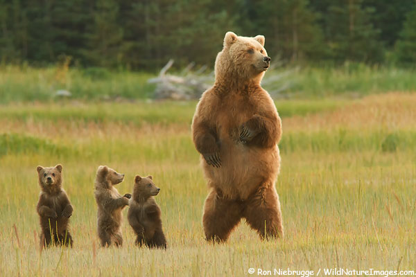 ALASKA QUIZ!!!!!!! | Environment Quiz - Quizizz