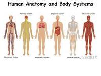 the digestive and excretory systems - Class 8 - Quizizz