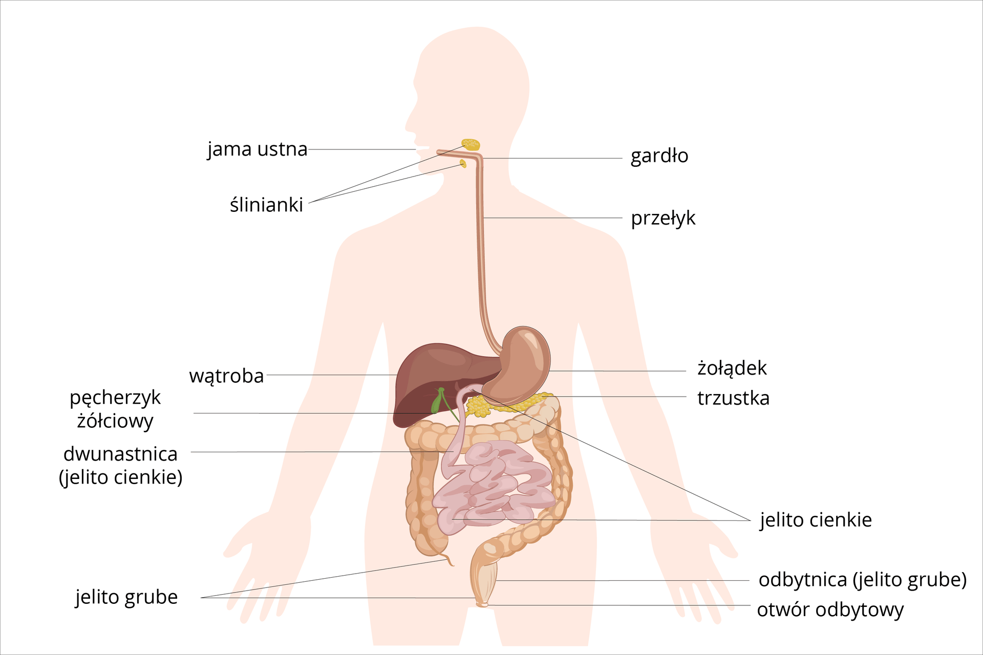 Układ Pokarmowy Biology Quiz Quizizz 5764