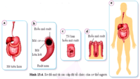 sơ đồ tế bào thực vật - Lớp 6 - Quizizz