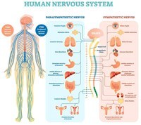 the nervous and endocrine systems - Class 10 - Quizizz