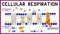 cellular respiration Flashcards - Quizizz