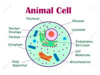 plant and animal cell - Grade 9 - Quizizz