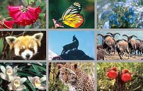 Faktor Yang Mempengaruhi Persebaran Flora Fauna Quiz Quizizz