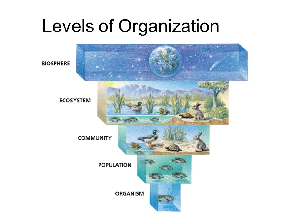 organization of life quizizz