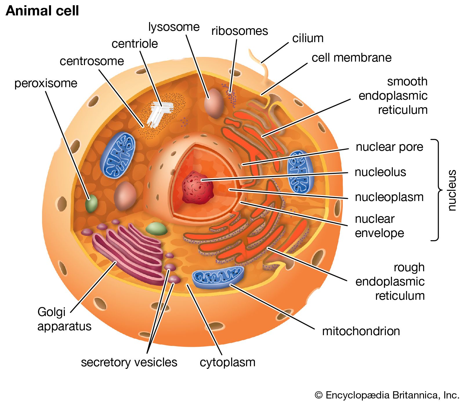 structure of a cell - Year 6 - Quizizz