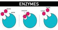enzymy - Klasa 7 - Quiz