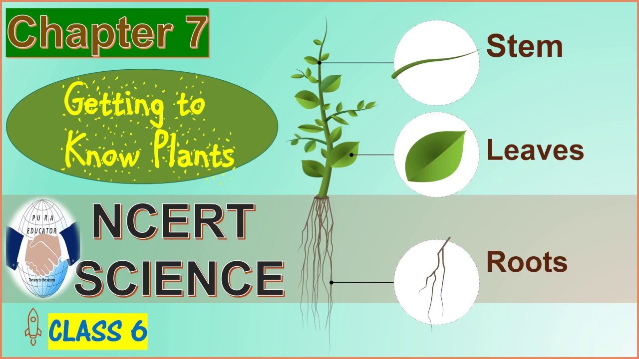 CBSE Science Grade 6 Getting To Know Plants Practice Questions | Quizizz