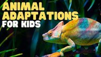 animal adaptations - Year 6 - Quizizz