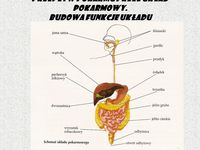 łańcuch pokarmowy - Klasa 9 - Quiz