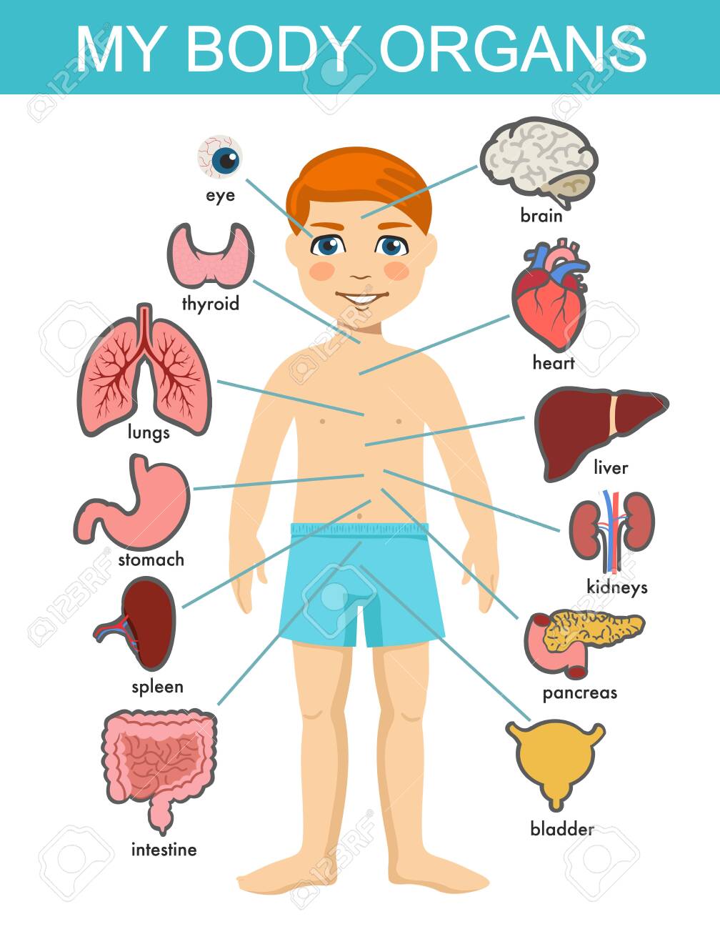 Parts of Human Body... | Science Quiz - Quizizz