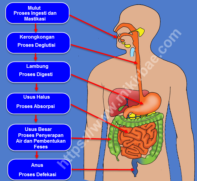 Organ yang menghubungkan antara rongga mulut dan lambung disebut