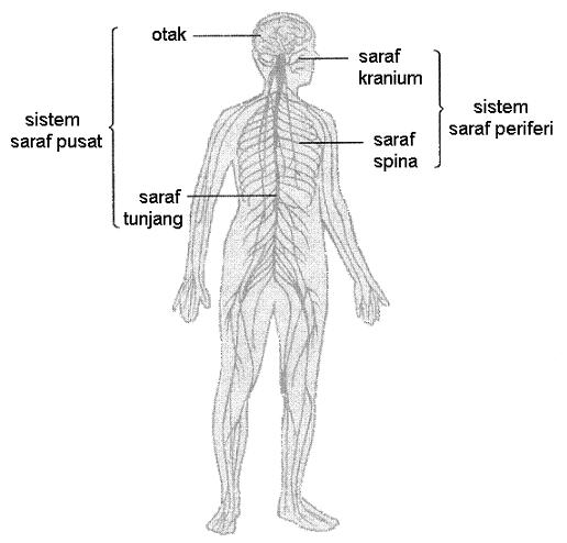 sistem saraf dan endokrin - Kelas 5 - Kuis