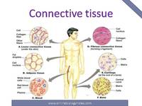 tissues - Grade 11 - Quizizz