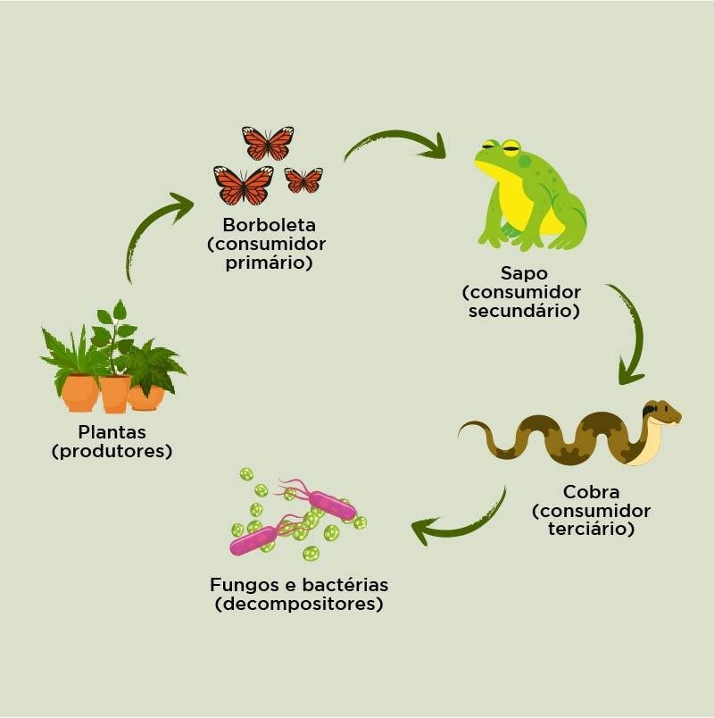 ecologia Flashcards - Questionário