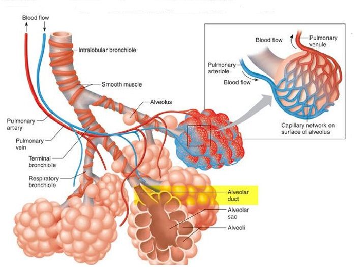 biologi manusia - Kelas 3 - Kuis