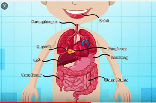Proses penyerapan air dan garam mineral pada proses pencernaan manusia terjadi pada organ