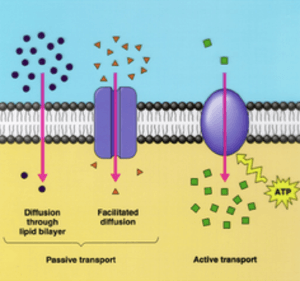 Georgia Biology Standards SB1d: Cellular Transport | Quizizz