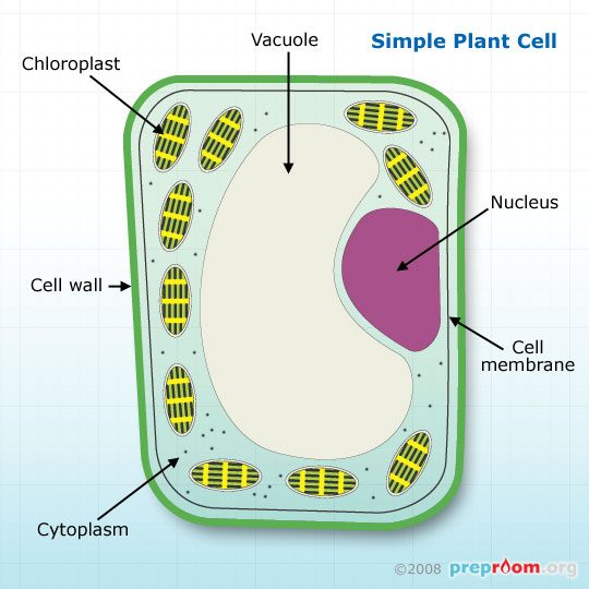 Animal and Plant Cells | Science - Quizizz