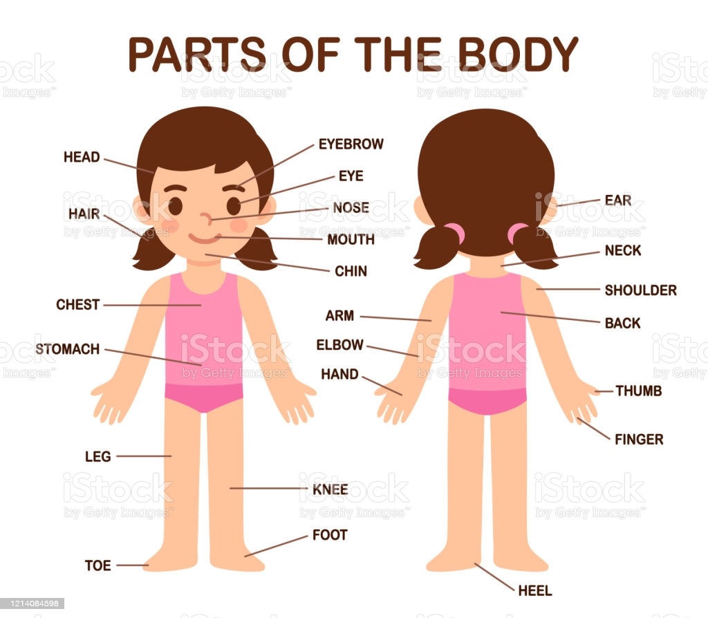 Body parts | Quizizz