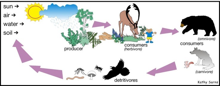 producer-consumers-h-c-o-decomposer-prey-predator-quizizz