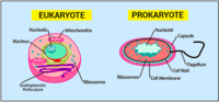 prokaryotes and eukaryotes - Class 8 - Quizizz