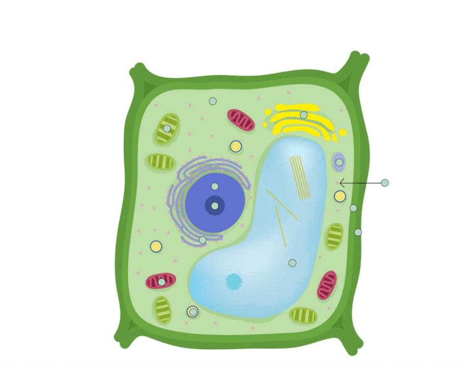 Cell Structures & Functions