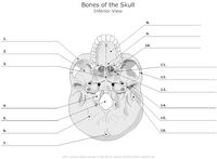 Bonos numéricos - Grado 12 - Quizizz