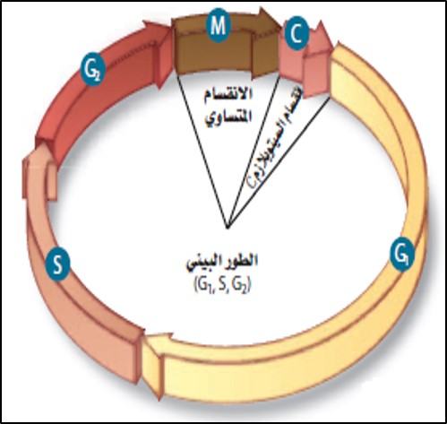 مفهوم دورة الخلية وأهميتها