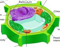 Rễ - Lớp 6 - Quizizz