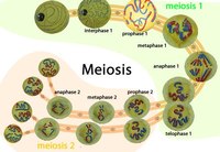 meiosis - Kelas 11 - Kuis