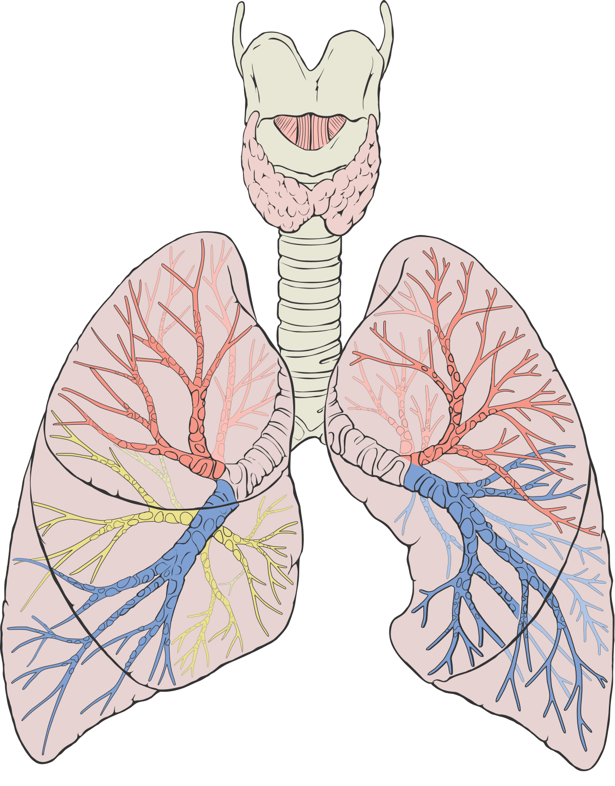 Gaseous Exchange in Humans | Biology - Quizizz