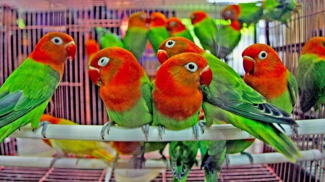 Organ peredaran darah burung yang berfungsi untuk menukar oksigen dari udara dengan karbondioksida dari darah adalah