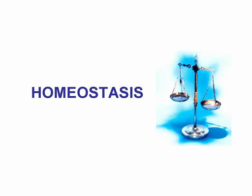 Chapter 13: Homeostasis | Quizizz